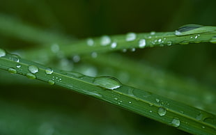 close-up photo of water rain drops in leaves HD wallpaper